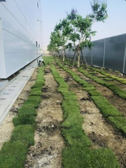 ปลูกต้นไม้โครงการ ปูหญ้านวลน้อย 7050 ตรม. โรงงาน จ.สมุทรปราการ