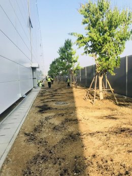 ปลูกต้นไม้โครงการ ปูหญ้านวลน้อย 7050 ตรม. โรงงาน จ.สมุทรปราการ