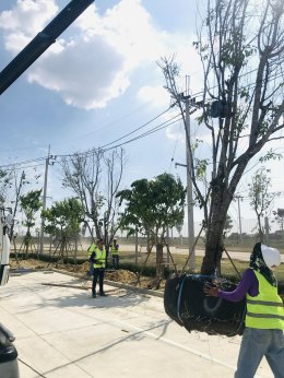 ปลูกต้นไม้โครงการ ปูหญ้านวลน้อย 7050 ตรม. โรงงาน จ.สมุทรปราการ