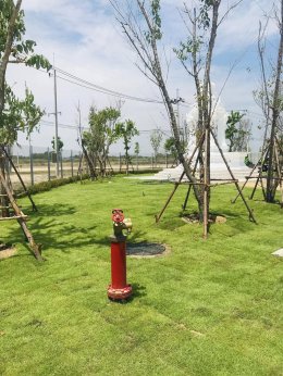 ปลูกต้นไม้โครงการ ปูหญ้านวลน้อย 7050 ตรม. โรงงาน จ.สมุทรปราการ