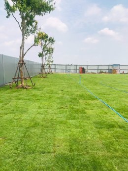 ปลูกต้นไม้โครงการ ปูหญ้านวลน้อย 7050 ตรม. โรงงาน จ.สมุทรปราการ