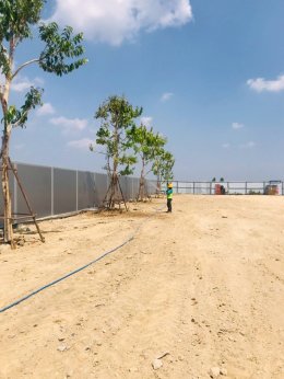 ปลูกต้นไม้โครงการ ปูหญ้านวลน้อย 7050 ตรม. โรงงาน จ.สมุทรปราการ