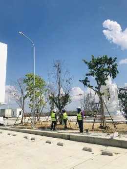ปลูกต้นไม้โครงการ ปูหญ้านวลน้อย 7050 ตรม. โรงงาน จ.สมุทรปราการ