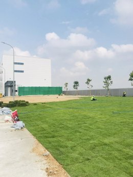 ปลูกต้นไม้โครงการ ปูหญ้านวลน้อย 7050 ตรม. โรงงาน จ.สมุทรปราการ
