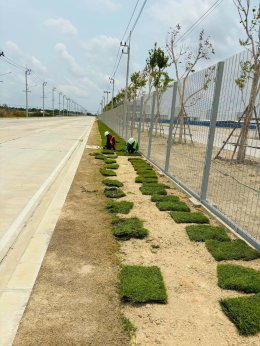 ปูหญ้ารอบรั้วโรงงาน หน้างาน บางบ่อ