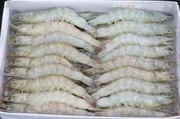 Vannamei Shrimp: Benefits and Why You Should Import from Indonesia