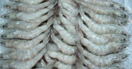 Vannamei Shrimp: Benefits and Why You Should Import from Indonesia