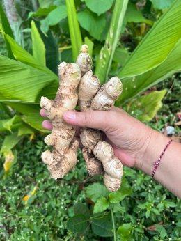 Opportunity of Importing Fresh Ginger from Indonesia