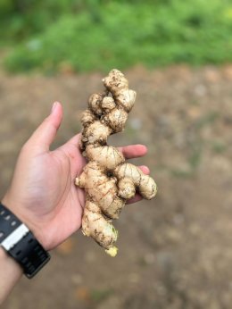 Opportunity of Importing Fresh Ginger from Indonesia