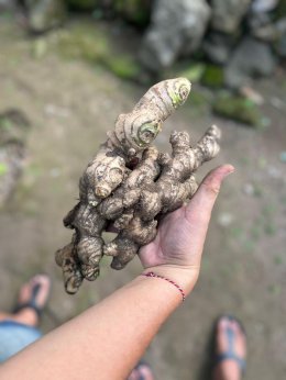 Opportunity of Importing Fresh Ginger from Indonesia