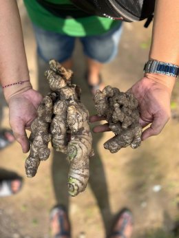 Indonesian Fresh Ginger: Exploring the Factors Behind Rising Prices