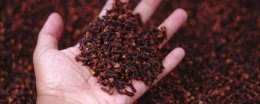 Indonesian Cloves: Aromatic Spice with Health Benefits