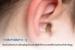 ไอเบอร์รี่ ไฟเบอร์ Detox: วิธีเร่งระบบขับสารพิษของร่างกายด้วยตัวเอง