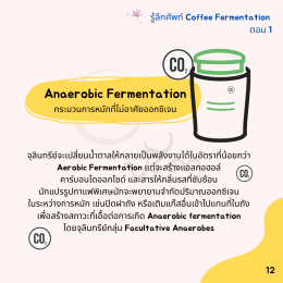 Coffee Fermentation