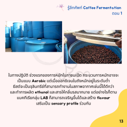 Coffee Fermentation