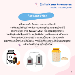 Coffee Fermentation