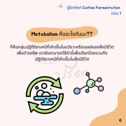Coffee Fermentation