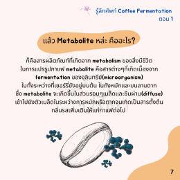 Coffee Fermentation
