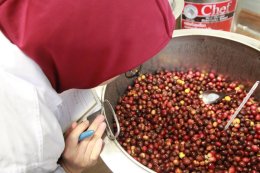 Innovative Coffee Processing