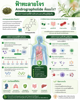 Andrographolide ?
