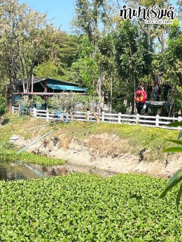 Big Wing Honda Rama3 25 มกราคม 2569