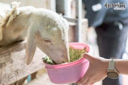 บริษัท ปตท.สำรวจและผลิตปิโตรเลียม จำกัด (มหาชน) 30 ตุลาคม 2568