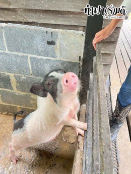 ManpowerGroup 21 พฤศจิกายน 2568