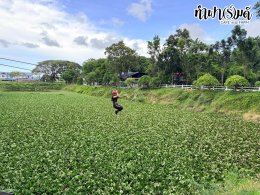 บริษัท ไมนด์เรย์ เมดิคอล (ประเทศไทย) จำกัด 18 กันยายน 2569