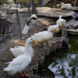 ทำฟาร์มดี Cafe' and Farm เที่ยวได้ทั้งเด็กและผู้ใหญ่