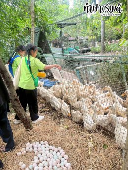 โรงเรียน บ้านเนินตอง หนองขาม ศรีราชา 26 กันยายน 2568