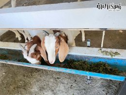 โรงเรียนวัดปากน้ำโจ้โล้ 10 ตุลาคม 2568