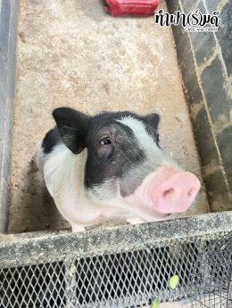 โรงเรียนมารีวิทย์ บ่อวิน 31 ตุลาคม 2568