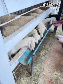 โรงเรียนมารีวิทย์ บ่อวิน 31 ตุลาคม 2568