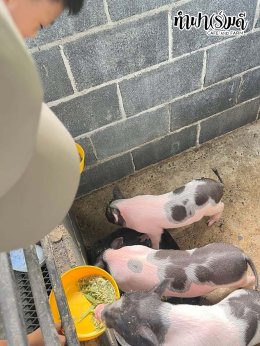 โรงเรียนมารีวิทย์พัทยา 03 พฤศจิกายน 2568