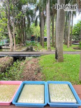 โรงเรียนมารีวิทย์พัทยา 03 พฤศจิกายน 2568