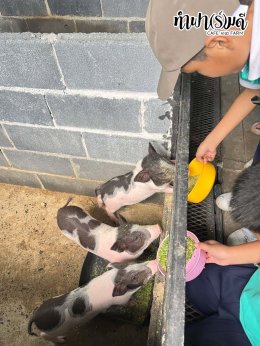 โรงเรียนมารีวิทย์พัทยา 03 พฤศจิกายน 2568