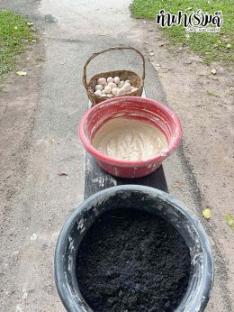 โรงเรียนมารีวิทย์ สัตหีบ 06 พฤศจิกายน 2568