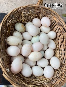 โรงเรียนมารีวิทย์ สัตหีบ 06 พฤศจิกายน 2568