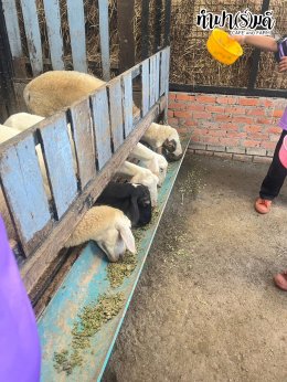 โรงเรียนวัดไผ่แก้ว 05 กันยายน 2568