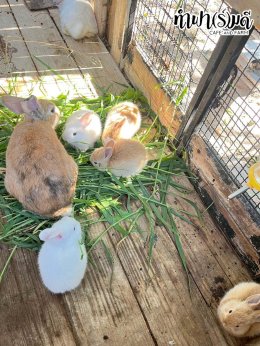 โรงเรียนศรีวิทยา 23 ธันวาคม 2568