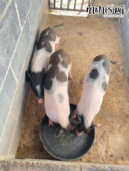 โรงเรียนศรีวิทยา 23 ธันวาคม 2568