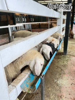 โรงเรียนสารสาสน์วิเทศชลบุรี 11 ธันวาคม 2568