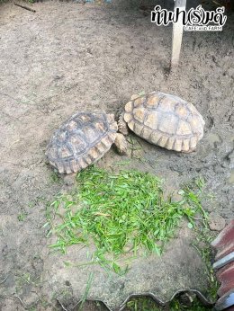 โรงเรียนสิรศาสตร์ศึกษา(อมตะ) 15 ตุลาคม 2568