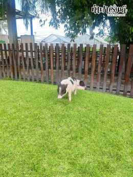 โรงเรียนสิรศาสตร์ศึกษา(อมตะ) 15 ตุลาคม 2568