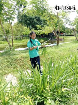 โรงเรียนนิคมวิทยา อำเภอนิคมพัฒนา จังหวัดระยอง 10 กันยายน 2569