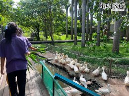 โรงเรียนเกาะโพธิ์ถ้วยงามวิทยา 10 กรกฎาคม 2569