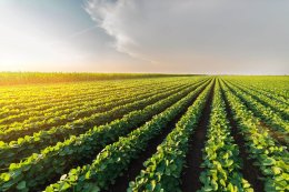 FP AGROCHEMICAL