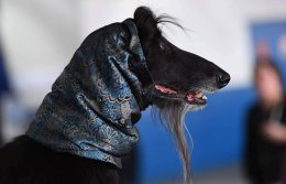 พาชมน้องหมาน่ารักสุดๆ งาน Dog Show 2019 ในอเมริกา