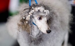 พาชมน้องหมาน่ารักสุดๆ งาน Dog Show 2019 ในอเมริกา