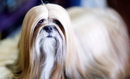พาชมน้องหมาน่ารักสุดๆ งาน Dog Show 2019 ในอเมริกา